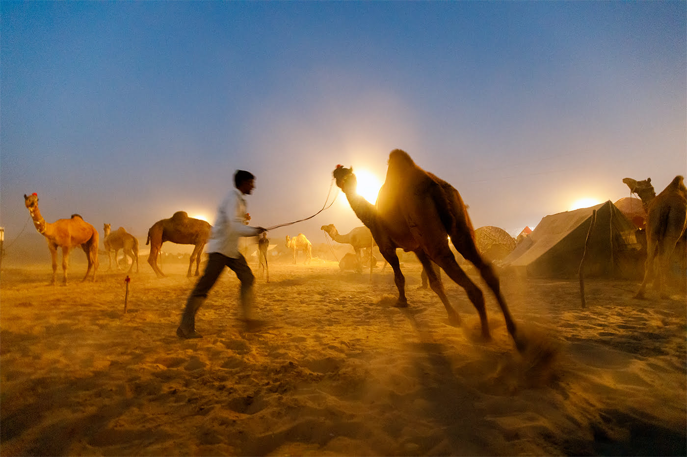 A-camel-shepherd-is-showing-his-camel-running-to-the-client-during-Pushkar-Mela-Rajasthan