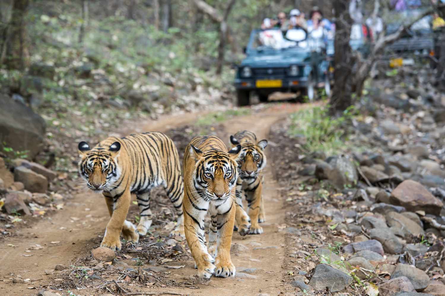 tres-bengala-tigres-en-frente-de-turista-de-520373860-735d4cd8c3b147d98cce1f158d0eefab